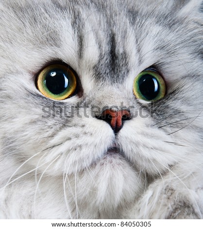 persian gray cat portrait with yellow-green eyes