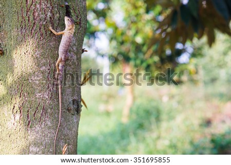 Brown lizard,tree lizard, details of lizard skin stick on the tree.
