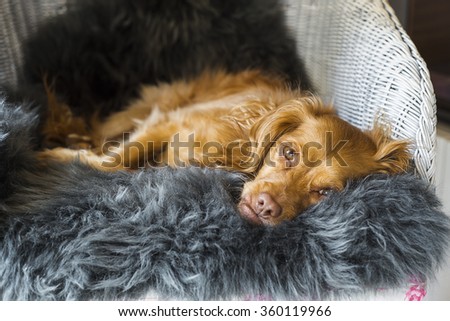 Spaniel mixed breed dog resting relaxed on a fluffy sheepskin rug