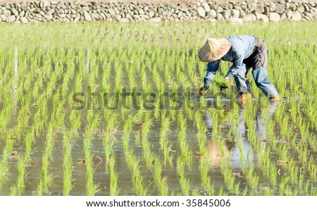 chinese farmer working on paddy rice farm.