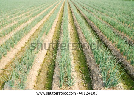 Green onion farm.