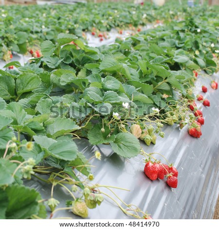strawberry  of organically fruit farm.