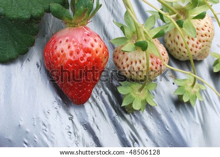 ripe of strawberry on fruit farm
