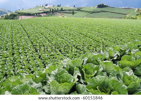 vegetable field.