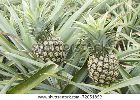 pineapple on tropical fruit field.