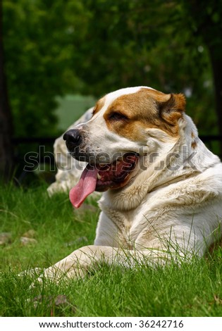 Central Asia Shepherd dog Shepherd dog