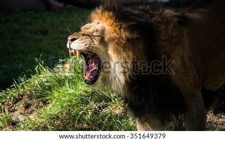 Lion: Yawn or Roar?