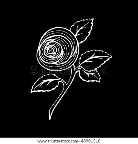white rose drawing. white rose drawing. white rose