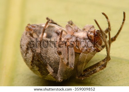 Close-up shooting focal point focus, spider house on a green leaf.