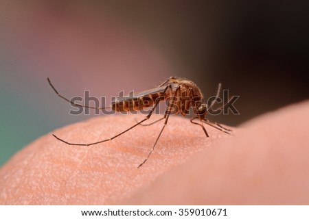 Close-up shooting focal point focus of a mosquito sucking blood