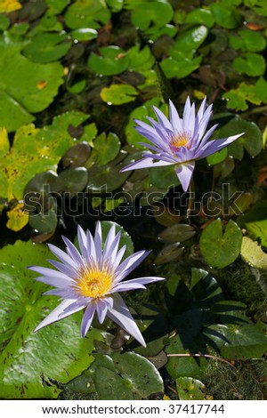 Exotic blue water lily against leaves to a growth habitat