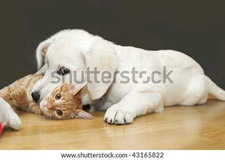 The white dog plays with red cat and bites it for neck