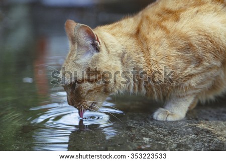 A stray cat drinking water from a puddle