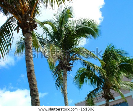 palm trees in the sun