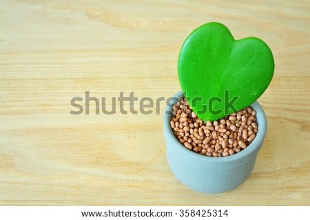 Ho ya plant with pot on wooden background. Heart shaped plant / Image shallow depth of field
