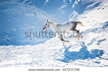 Grey horse galloping across the snow-covered field