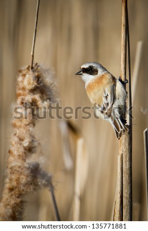 Eurasian Penduline Tit (Remiz pendulinus), building its nest out of cattail seeds