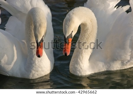 two swans looking into the water