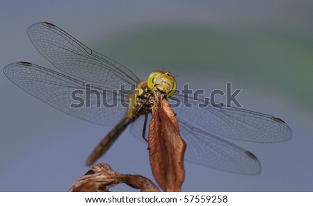 a marvellous dragonfly seen from ground level