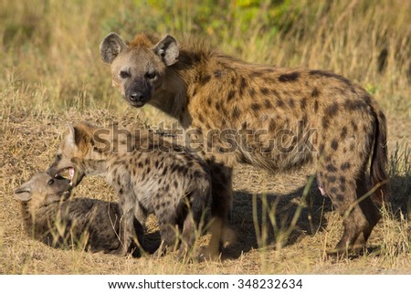 hyena with playing cubs