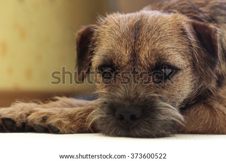 Very sad dog. Sad border Terrier. Clever dog. The dog is sick and misses his owner. Terrier needs trimming.