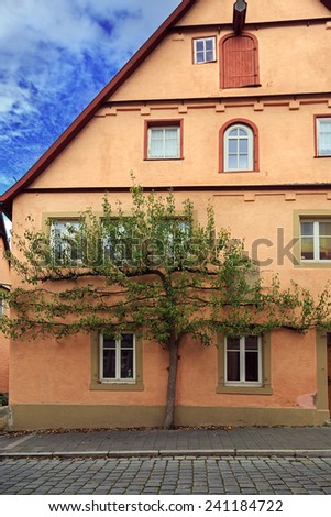 Green tree on the facade of house in Rothenburg, Germany