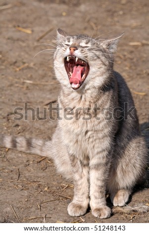 Cat with open mouth sitting on the ground
