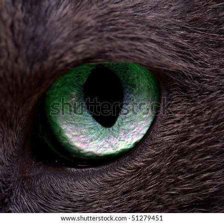 Cat\'s eye, macro, with clipping path