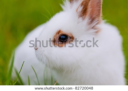 White cute rabbit on green background, close-up view