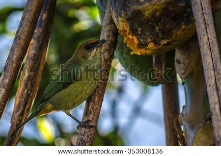 green bird eating papaya