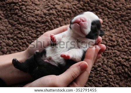 Newborn boston terrier puppy in human hands.Little newborn boston terrier dog gently held by human. Small subtle puppy in caring human arms.
