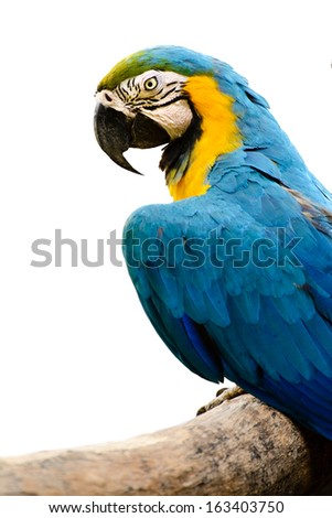 Colorful blue parrot macaw isolated on white background