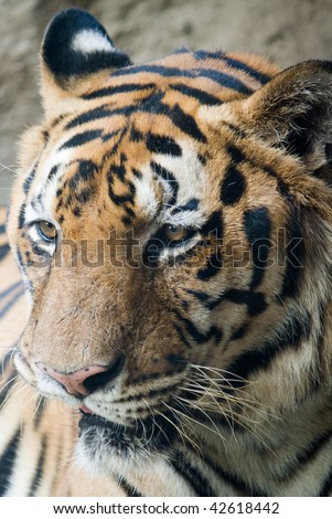 Single bengal tiger face