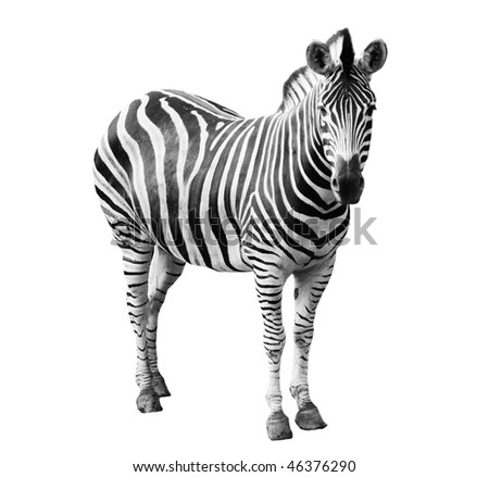 stock photo : Zoo single