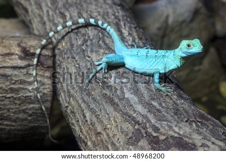 Banded Basilisk