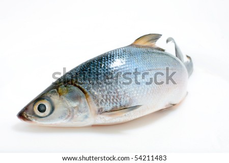  Bass Fish on Fish  Asian Sea Bass Isolated On White  Stock Photo 54211483