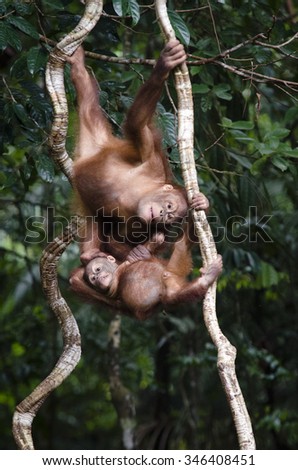 mother and son orang-utans love