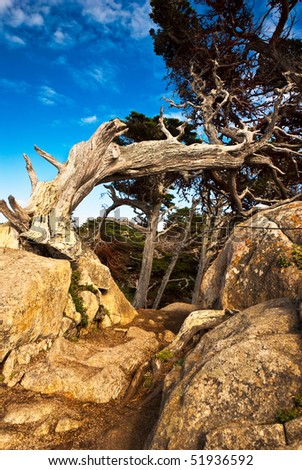 An old cypress distorted by the wind curves over a rocky path