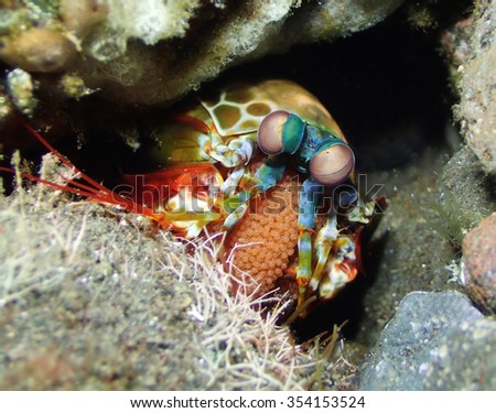 Peacock mantis shrimp protecting its eggs