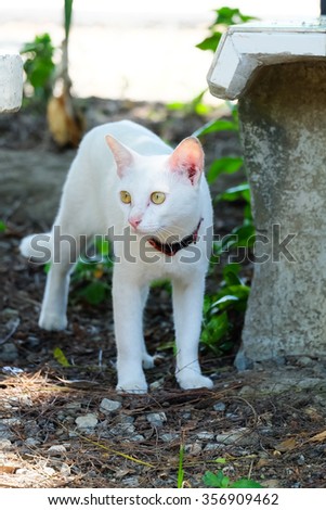 White cat outdoor