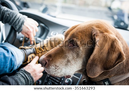 An old dog in the car