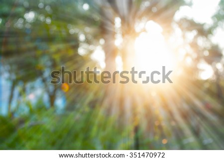 Bright light from heaven through birch and forest in hope concept