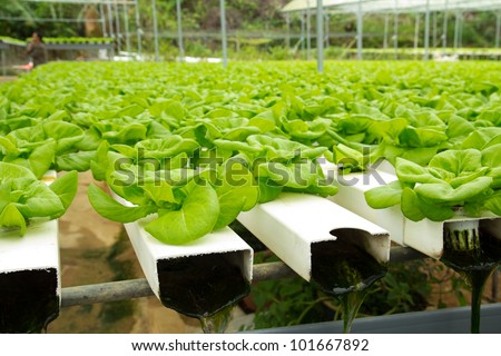 Organic Hydroponic Vegetable Garden At Cameron Highlands Malaysia ...