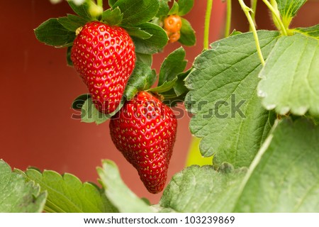 Organic strawberry plant with two big strawberries
