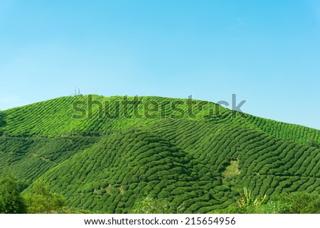 Landscape with tea plantation in Cameron Highlands, Malaysia