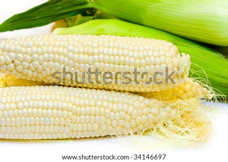 Freshly harvested white corn in close up view