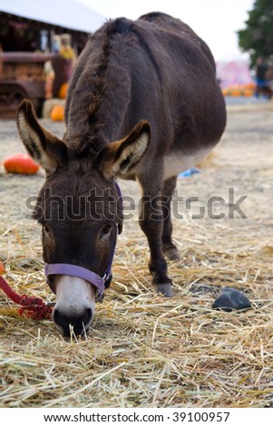 Brown donkey eating grass in a farm