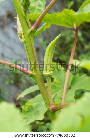 Ladies Finger Tree