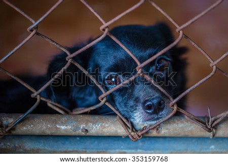 Sadly lose sight of Chihuahua dog breed is a pity it's eyes reflect light body beautiful eyes soften. As if begging the owner to open the enclosure to leave. Then, fetching chores
