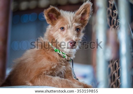 This dog is a dog, a poodle mix. Hair color is brown and red. Unlike other dogs. It plead eyes This dog has a cheerful disposition like the mischievous but not batten. Suited to a dog in the house.